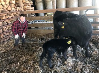 first calf of 2019 at the Endres farm near Middleton
