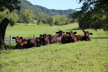 Spring Calving Group